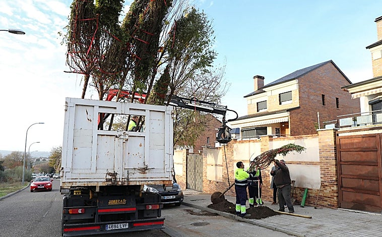 Imagen principal - En esta campaña -que desarrolla de noviembre a abril- se van a plantar más de 2.000 árboles