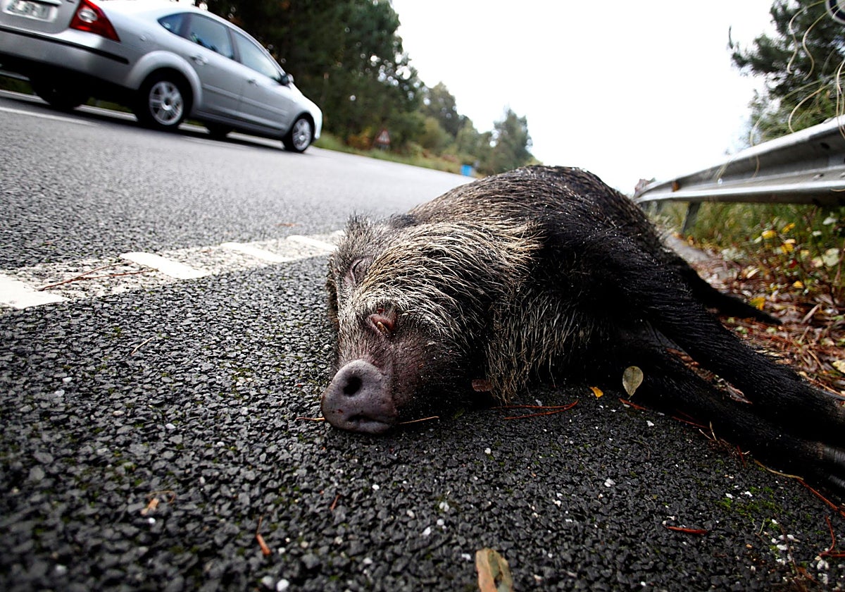 Un jabalí atropellado en la carretera N-651, a la altura del concello coruñés de Miño