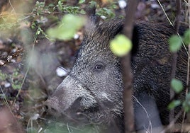 La Xunta instará a los cazadores a cubrir el cupo de jabalíes