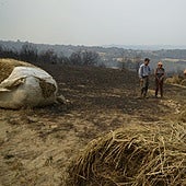 Finca afectada por los incendios del pasado mes de agosto en Somoza, Pobra de Trives (Orense)