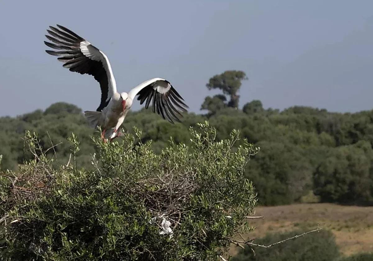 Una cigüeña en una imagen de archivo.