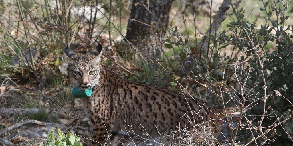 Castilla y León mantendrá las sueltas de lince y compensará las pérdidas tras la muerte de un tercer ejemplar