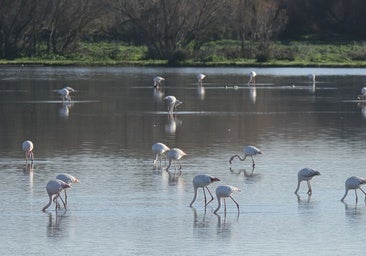 El Gobierno insiste en que las marismas de Doñana forman parte de la costa