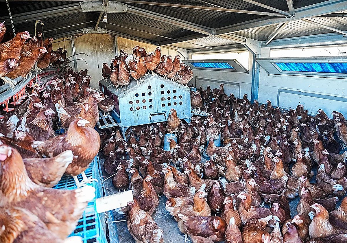 Gallinas en una explotación avícola en Palencia