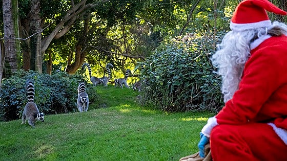 Papá Noel adelanta los regalos de Navidad a los animales de Bioparc Valencia