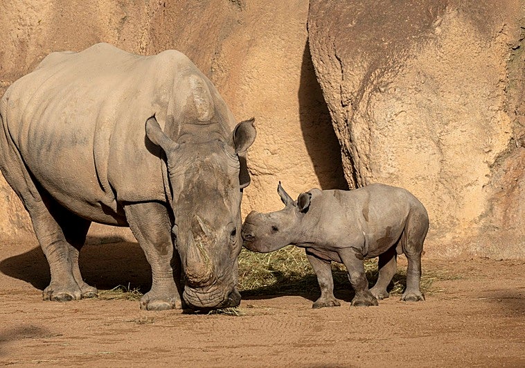 El primer rinoceronte nacido en Bioparc Valencia se llamará Kairu