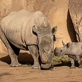 El primer rinoceronte nacido en Bioparc Valencia se llamará Kairu
