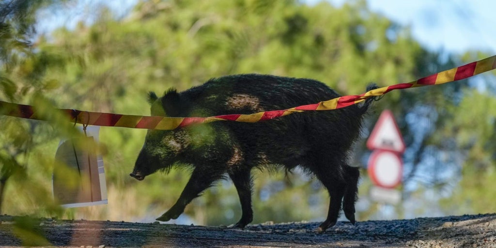 Un mes de peste porcina: de la teoría del bocata a la fuga de laboratorio, del brote inevitable al exceso de jabalíes