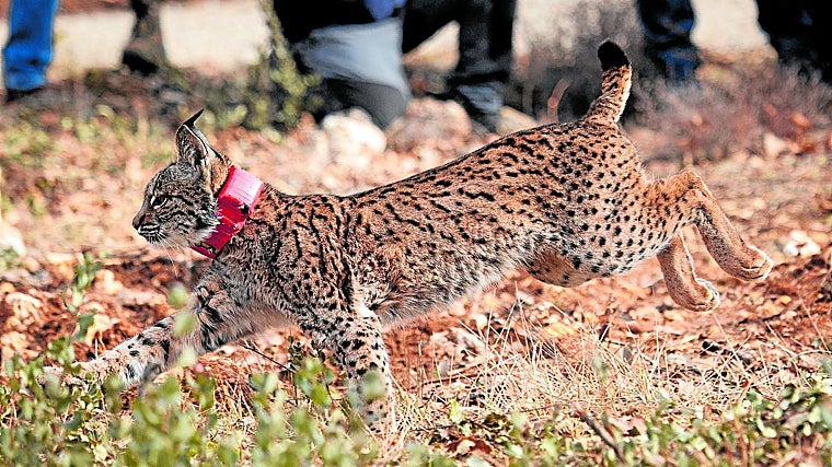 One of the specimens of Iberian lynx released in Astudillo (Palencia)