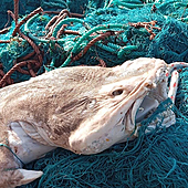 Detenidos dos hombres por pescar ilegalmente tiburones angelotes en Lanzarote