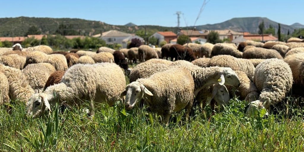 Castilla-La Mancha blinda al sector ganadero con 850.000 euros en vacunas frente a la lengua azul