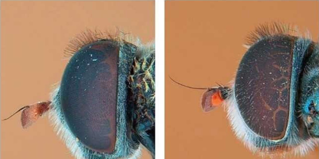 Descubierta una nueva especie única en Canarias: la mosca de flores  Eumerus macarius 