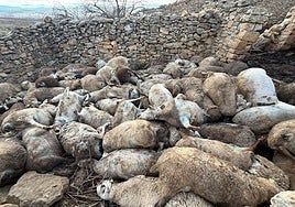 Mueren 122 ovejas amontonadas por el pánico ante la presencia de animales salvajes