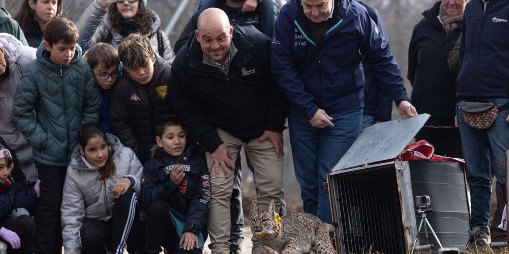 Medio Ambiente liberará nueve linces ibéricos más en el Cerrato palentino en primavera