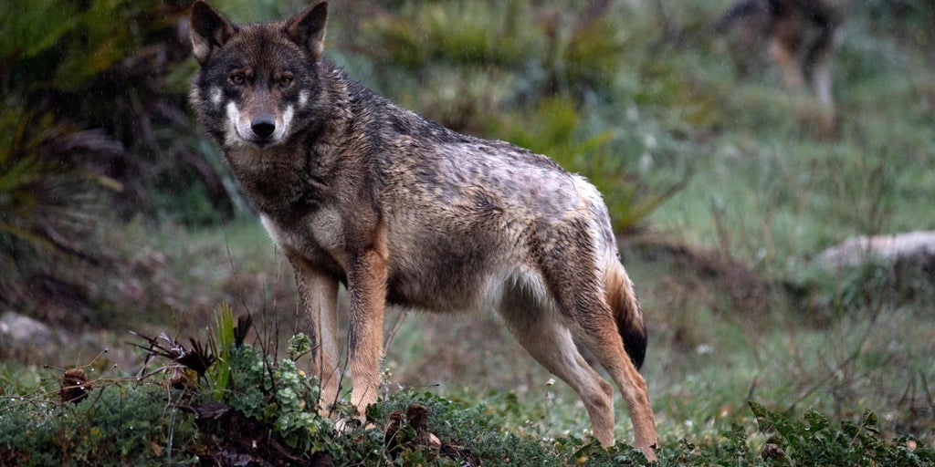Castilla-La Mancha incrementa un 30% las ayudas para paliar los daños por ataques de aves necrófagas y lobo ibérico