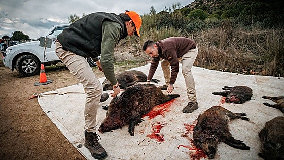 Madrid intensifica la captura de jabalíes para evitar un brote de peste porcina como en Cataluña