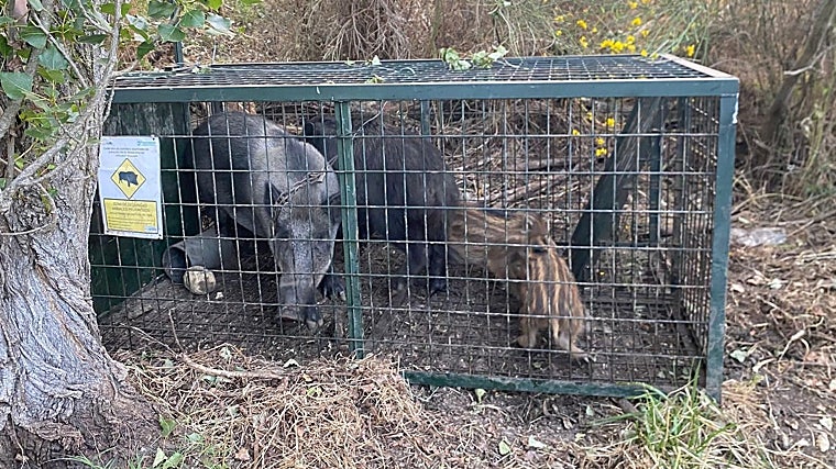 Javalis capturados em jaulas em Madrid