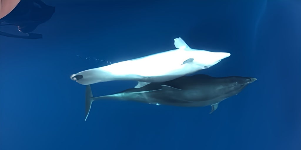 El misterio del delfín mutilado que sobrevivió más de dos años sin aletas