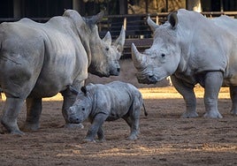 La cría Kairu se integra con el grupo de rinocerontes de Bioparc Valencia