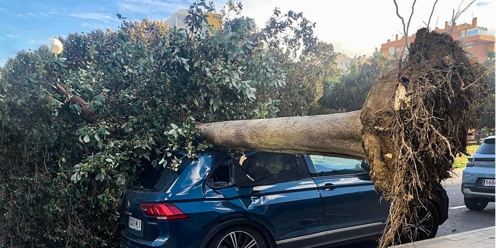 Un árbol aplasta un coche aparcado donde instantes antes había un bebé a bordo en Alicante