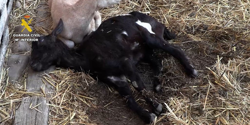 La Guardia Civil lidera una campaña nacional contra el fraude en el sector ganadero con 93 detenidos e investigados