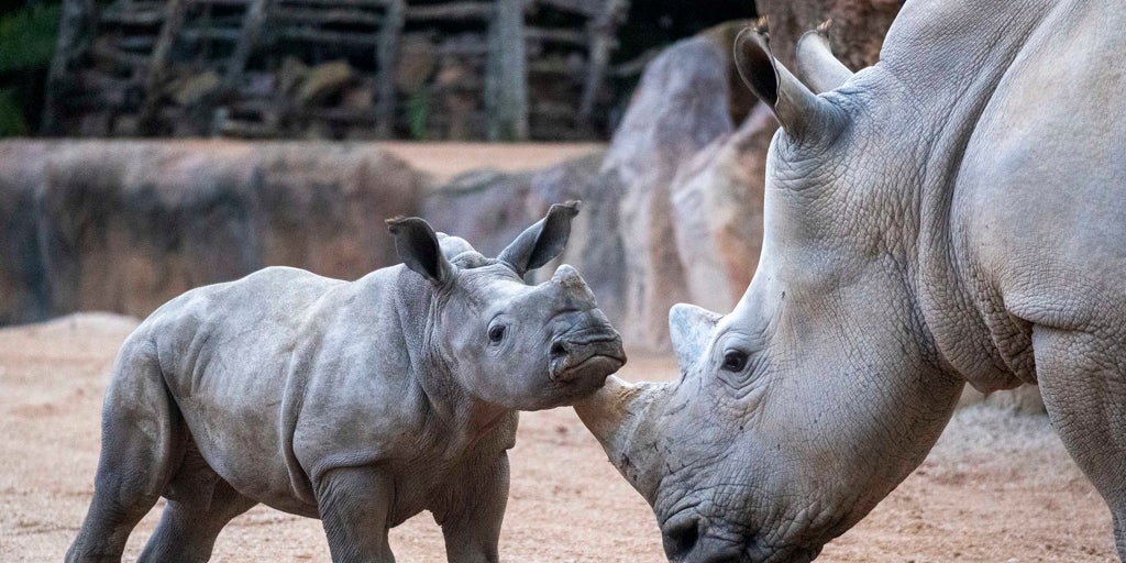 Bioparc Valencia celebra su 18º aniversario reconocido internacionalmente como modelo de ocio «con causa»