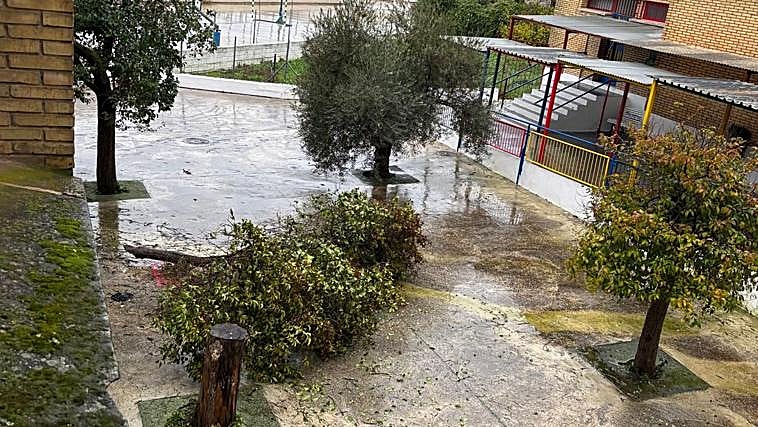 Árvore caída no CEIP Carmen Romero na Rambla