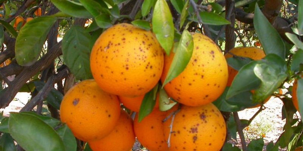 El peaje del acuerdo con Mercosur para la dieta mediterránea: zumos muy procesados y otras importaciones baratas