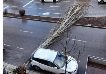 Espectacular caída de un árbol en el Polígono de Toledo que ha obligado a cortar la circulación en la calle Guadarrama