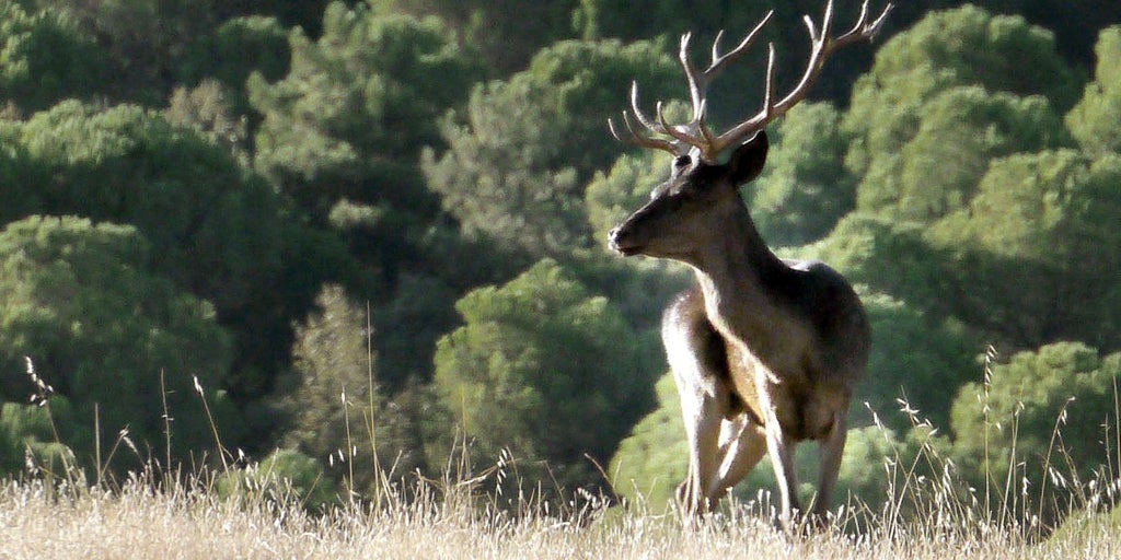 La Junta acuerda con el sector ampliar la temporada para caza mayor hasta el 1 de marzo ante los efectos del temporal