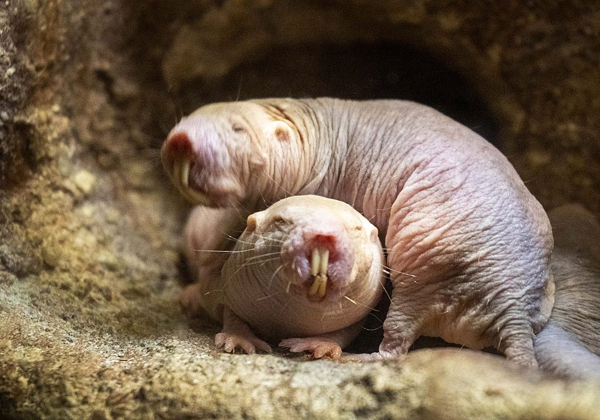 Topogigios Rata La rata topo desnuda: la especie «imposible» que estudia la ciencia por ...