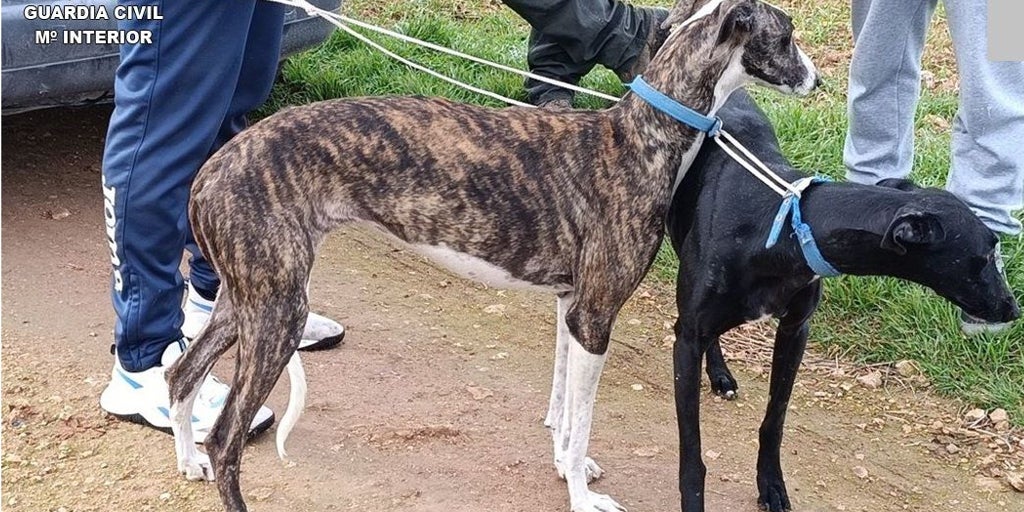 Detenido un integrante de una organización criminal dedicada a la caza furtiva con galgos