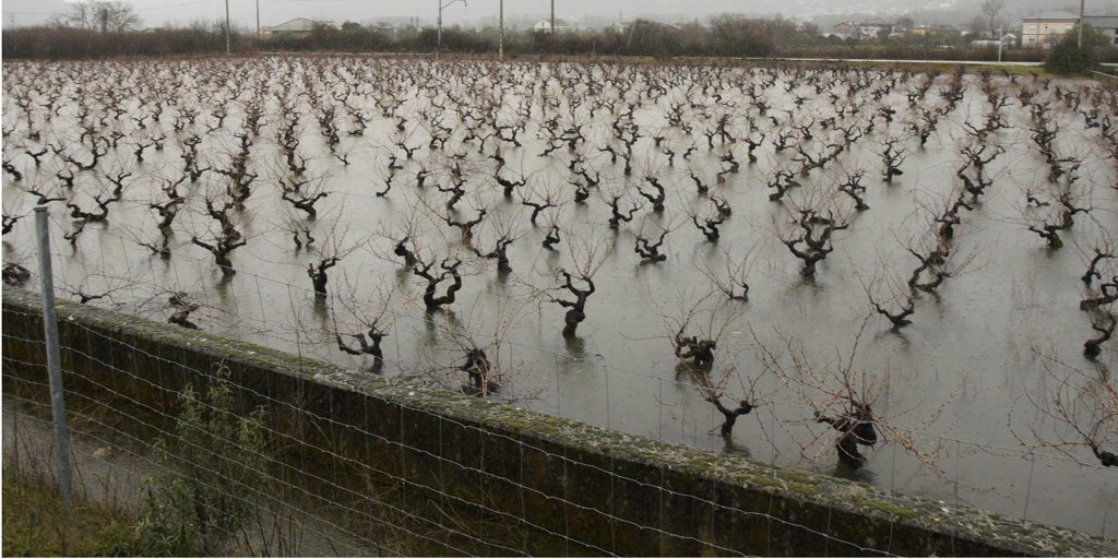 La Junta declara «excepcional» la campaña agrícola por la meteorología «adversa»