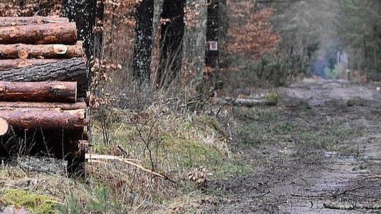 Melhores planos para o que fazer em Madrid neste fim de semana: carnaval, magia, mercados e cultura