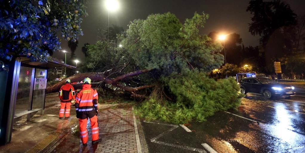 El viento tira árboles, vallas y farolas en varios puntos de la provincia de Córdoba