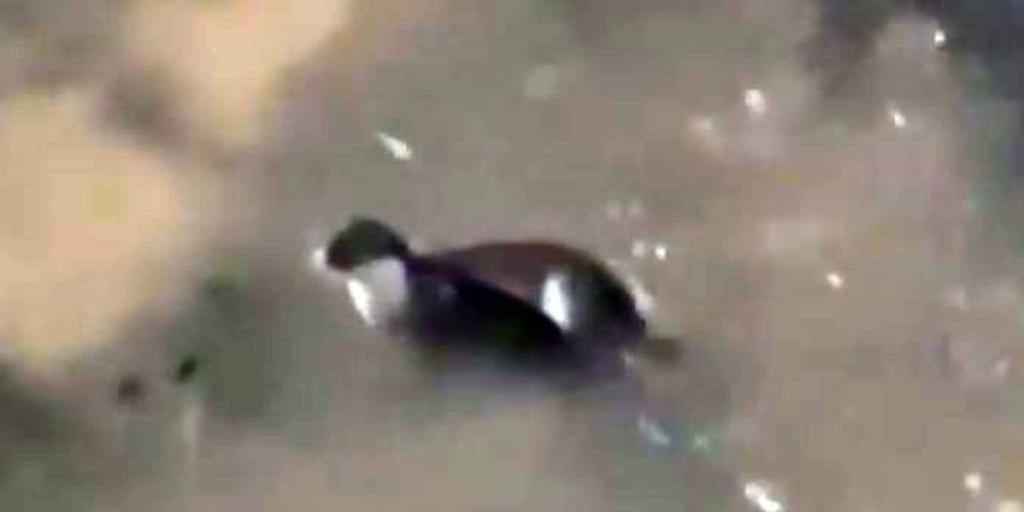 Una nutria se deja ver el Manzanares tras la crecida por la intensas lluvias en Madrid