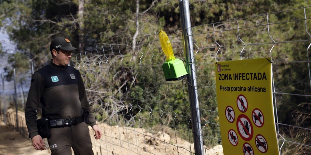 Hallan dos casos de peste porcina fuera de la zona de alto riesgo y se incluyen otros dos municipios en el radio de exclusión