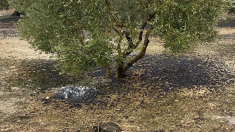 As azeitonas ficam no chão e não podem ser recolhidas, resultando em perdas de 200 milhões de euros para a indústria.