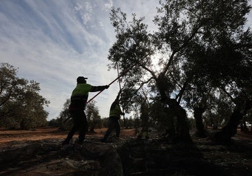 Las borrascas arruinan los olivares de Priego de Córdoba: 15 millones de aceitunas perdidas