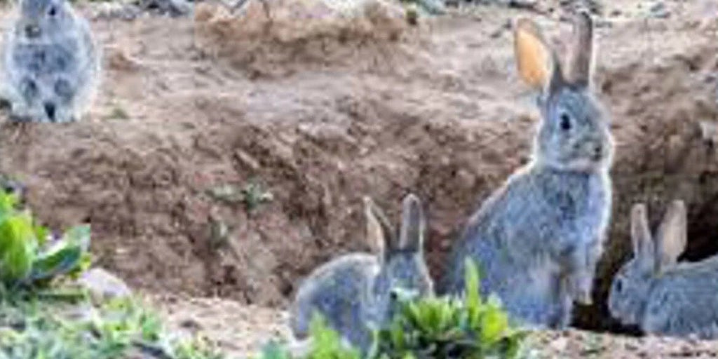 Castilla-La Mancha estudia habilitar jaulas homologadas para la captura de conejos ante su sobrepoblación