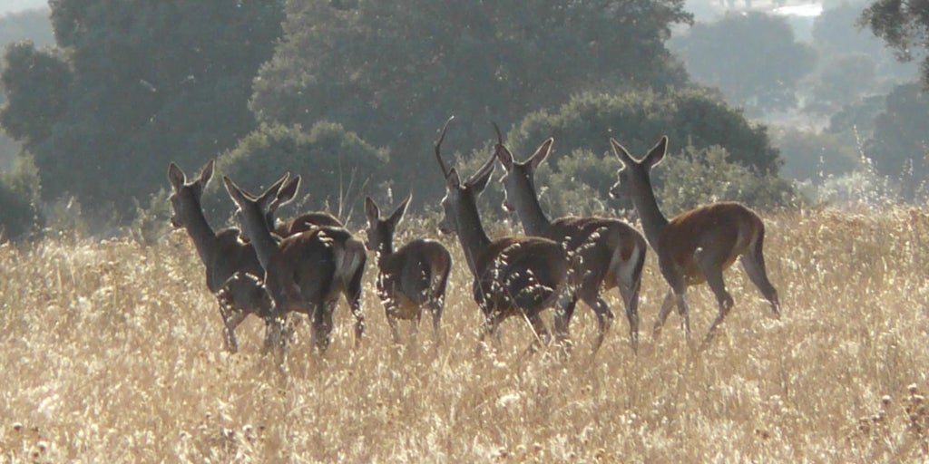 La Junta trabaja en los planes de control de ungulados en Cabañeros