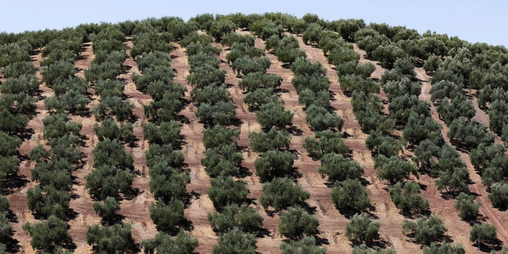 Asaja exige para Castilla-La Mancha las mismas medidas que otras regiones tras las borrascas