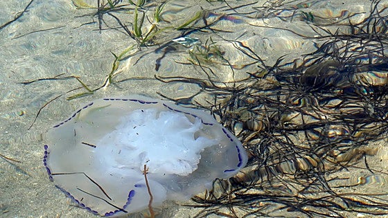 Colágeno de medusa: una solución para el problema de la pesca accidental