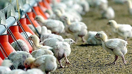 Mueren más de 10.000 pollos en el incendio de una explotación avícola de Villafranca (Navarra)