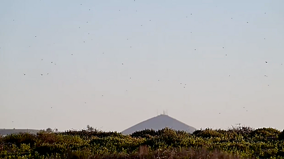 Lanzarote se enfrenta a una invasión de langostas africanas