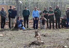 Un año de la vuelta del lince a Castilla y León con la vista puesta en que puedan nacer las primeras crías en primavera