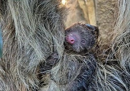 Nace el primer perezoso de dos dedos en Bioparc Fuengirola: Reina da a luz a 14 metros de altura