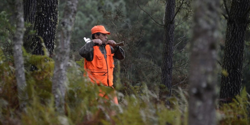 Galicia, entre las zonas de Europa con mayor densidad de jabalís: casi 3 por kilómetro cuadrado