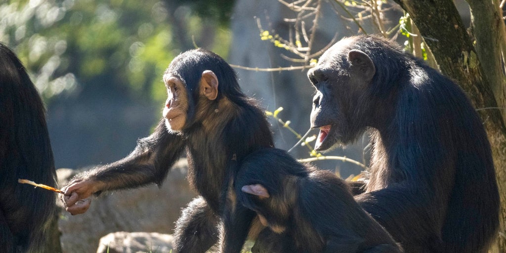 Bioparc Valencia cumple 18 años como punto de encuentro entre la conservación y la sociedad