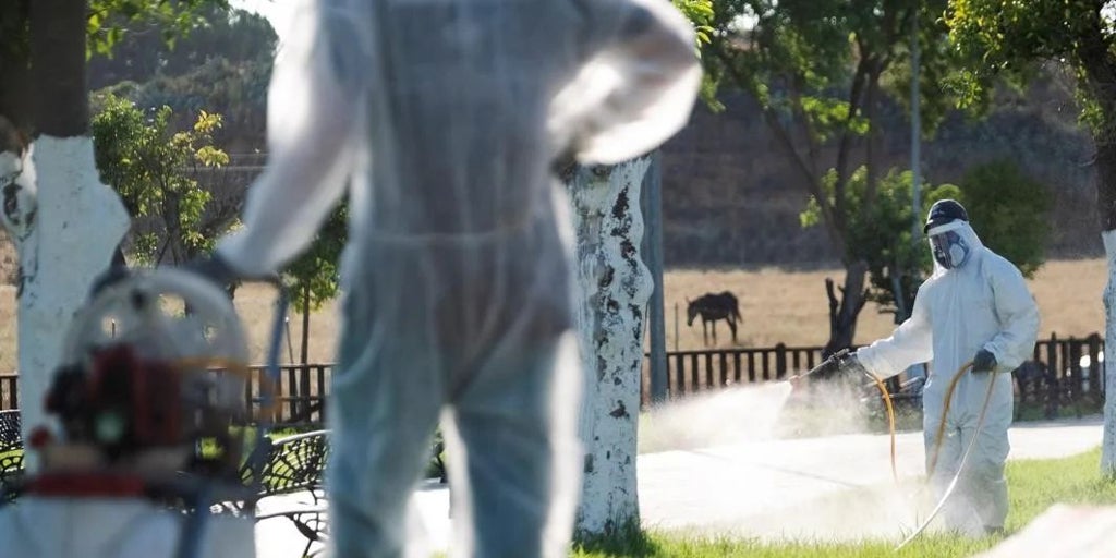 Andalucía incautelar el mosquito tigre en su plan integral de vigilancia del Virus del Nilo